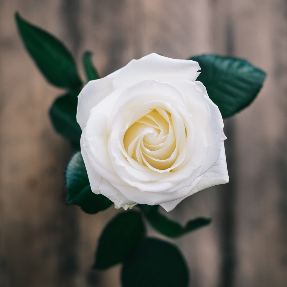 Semnificația trandafirului alb